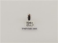 藏品(鞘翅目(1))的圖片